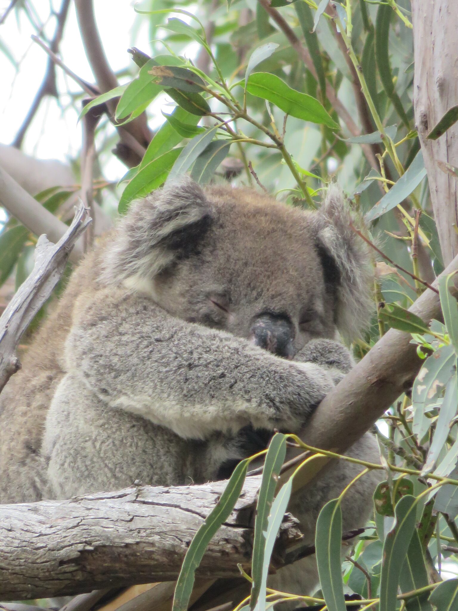 FOTO LATERALE AUSTRALIA